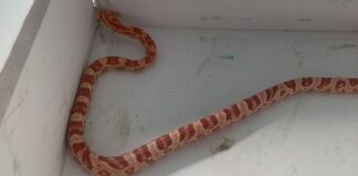 Avisan de la aparición de una serpiente en un garaje de Móstoles