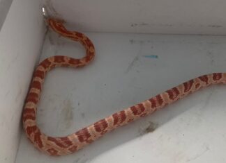 Avisan de la aparición de una serpiente en un garaje de Móstoles