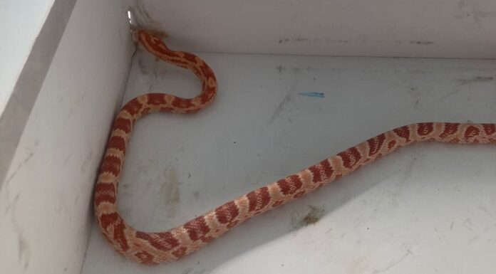 Avisan de la aparición de una serpiente en un garaje de Móstoles