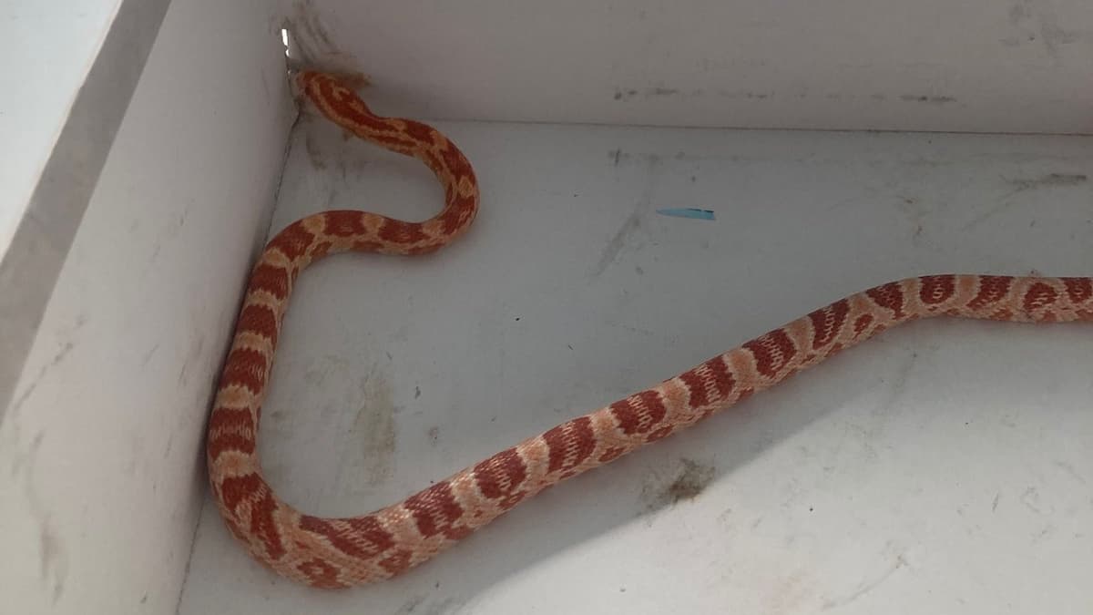 Avisan de la aparición de una serpiente en un garaje de Móstoles