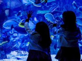 Verano de ocio para las familias mostoleñas en intu Xanadú