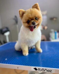 Abre un nuevo centro de bienestar canino en Móstoles