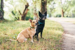 Tres heridos por una brutal pelea entre dos perros en Móstoles