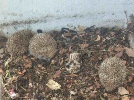 Rescatan a tres erizos hallados en un edificio municipal de Móstoles