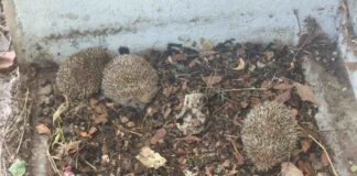 Rescatan a tres erizos hallados en un edificio municipal de Móstoles