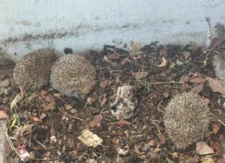 Rescatan a tres erizos hallados en un edificio municipal de Móstoles