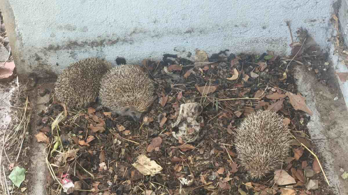 Rescatan a tres erizos hallados en un edificio municipal de Móstoles