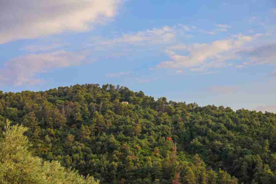 Un estudio coliderado desde Móstoles revela las claves para mantener la productividad forestal