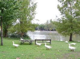 Verbena, Cine de verano y Cervantes entre las mejores actividades de este fin de semana en Móstoles