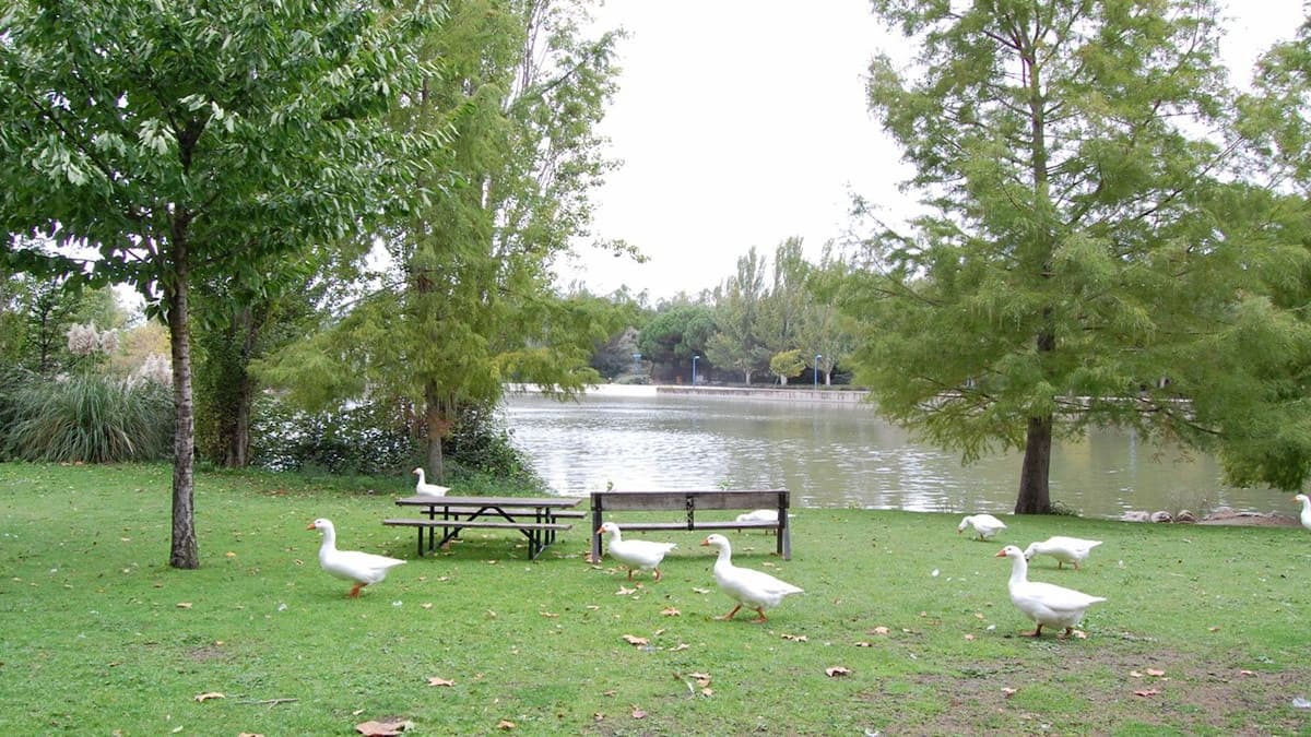Verbena, Cine de verano y Cervantes entre las mejores actividades de este fin de semana en Móstoles