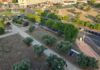 Polémica con el arranque de olivos centenarios en Móstoles