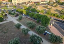 Polémica con el arranque de olivos centenarios en Móstoles