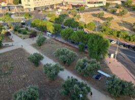 Polémica con el arranque de olivos centenarios en Móstoles