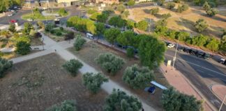 Polémica con el arranque de olivos centenarios en Móstoles