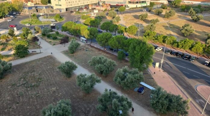 Polémica con el arranque de olivos centenarios en Móstoles