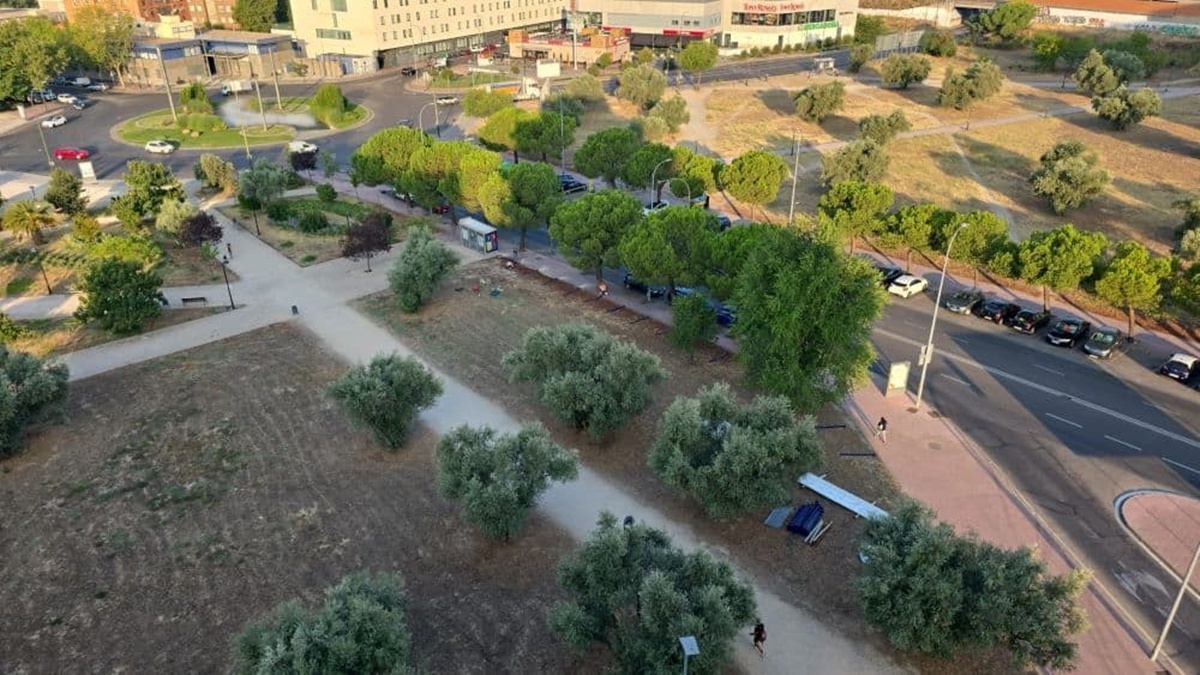 Polémica con el arranque de olivos centenarios en Móstoles