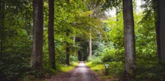 Un estudio coliderado desde Móstoles revela las claves para mantener la productividad forestal