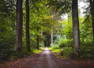 Un estudio coliderado desde Móstoles revela las claves para mantener la productividad forestal