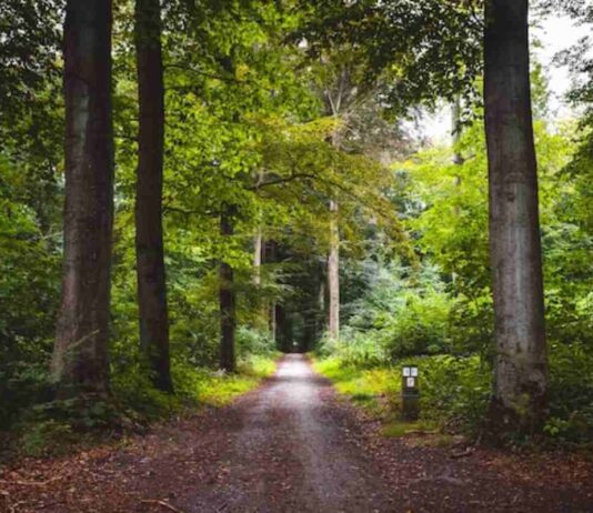 Un estudio coliderado desde Móstoles revela las claves para mantener la productividad forestal