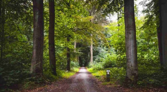 Un estudio coliderado desde Móstoles revela las claves para mantener la productividad forestal