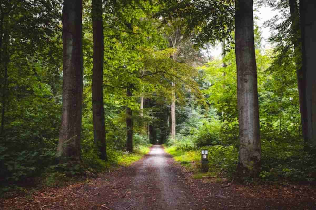 Un estudio coliderado desde Móstoles revela las claves para mantener la productividad forestal