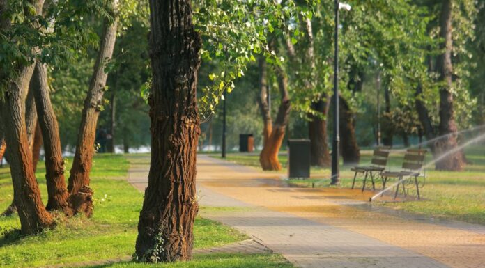 ¿Quién anda ahí? Móstoles: Desiertos y ciudades