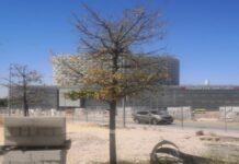 Ecologistas en Acción denuncia el grave deterioro de un centenar de árboles en Móstoles