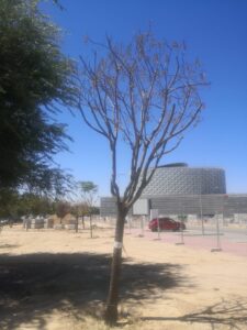 Ecologistas en Acción denuncia el grave deterioro de un centenar de árboles en Móstoles