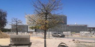 Ecologistas en Acción denuncia el grave deterioro de un centenar de árboles en Móstoles