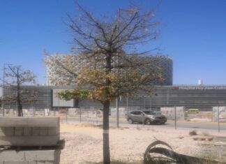 Ecologistas en Acción denuncia el grave deterioro de un centenar de árboles en Móstoles Ecologistas en Acción denuncia el grave deterioro de un centenar de árboles en Móstoles