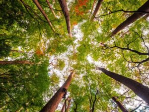 Sobrevivir, rastrear, explorar: la experiencia que Móstoles regala este verano