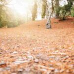 Móstoles estrena el otoño con una notable caída de las temperaturas