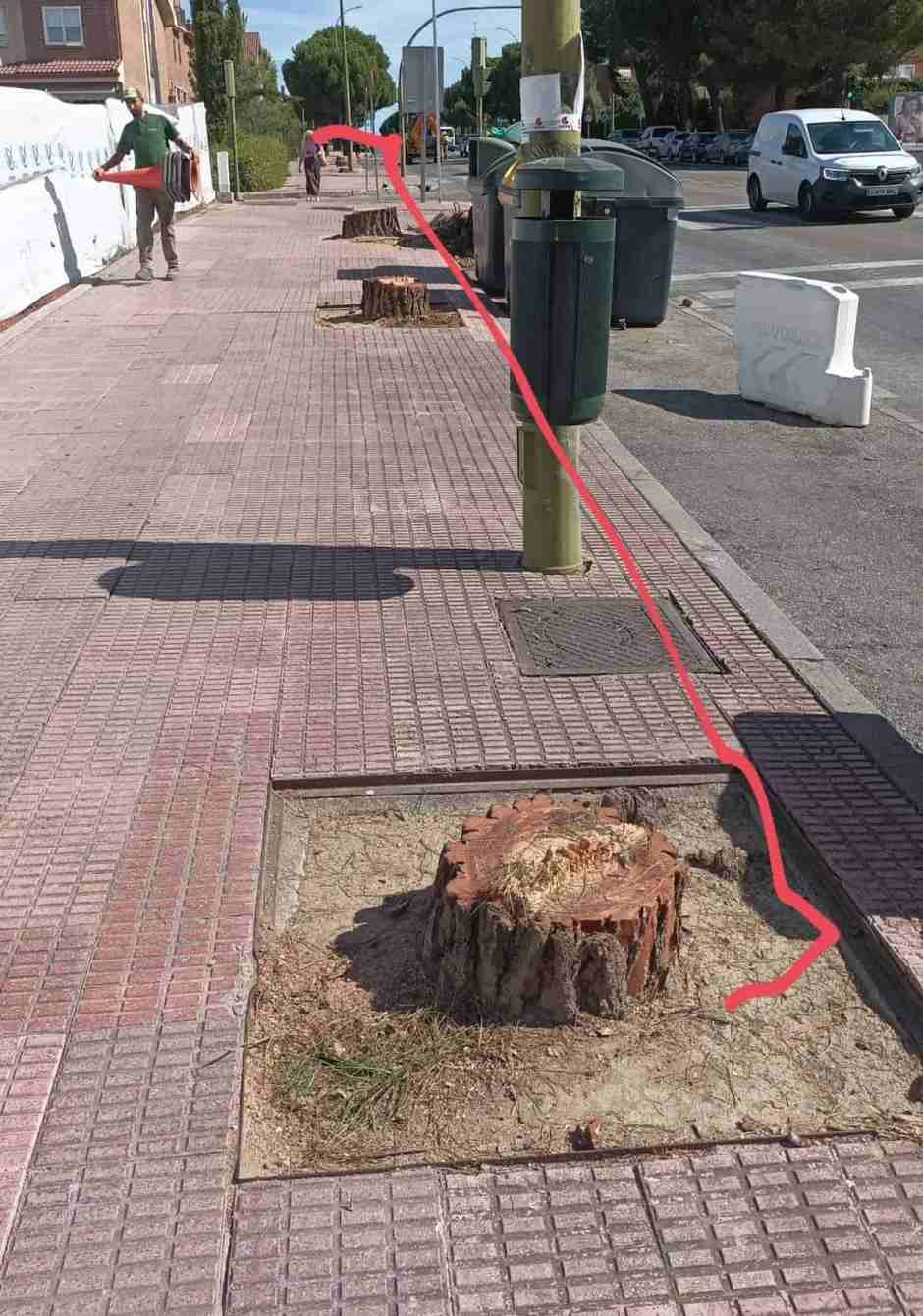 La oposición y Ecologistas en Acción se preguntan los motivos. Según fuentes municipales debido a “la realización de las obras de acceso al hospital”. Una docena de árboles talados en la calle Tulipán de Móstoles.