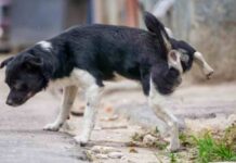 Lucha contra los orines de los perros en Móstoles