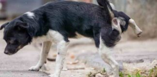 Lucha contra los orines de los perros en Móstoles