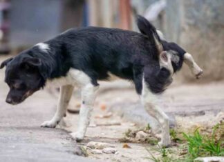 Lucha contra los orines de los perros en Móstoles Lucha contra los orines de los perros en Móstoles
