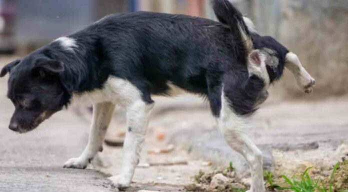 Lucha contra los orines de los perros en Móstoles Lucha contra los orines de los perros en Móstoles