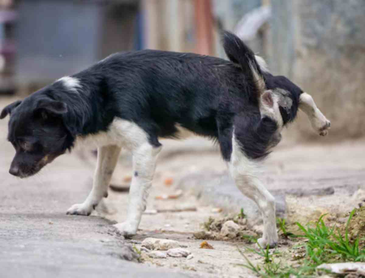 Lucha contra los orines de los perros en Móstoles
