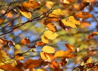 Así será el tiempo de esta semana en Móstoles: temperaturas estables y lluvias el finde Móstoles se prepara para unos días con tiempo estable y algunas lluvias en fin de semana