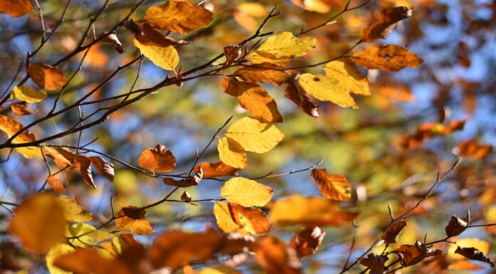 Así será el tiempo de esta semana en Móstoles: temperaturas estables y lluvias el finde Móstoles se prepara para unos días con tiempo estable y algunas lluvias en fin de semana