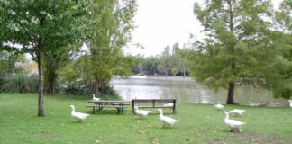 Un foco de gripe aviar en Móstoles obliga a decretar restricciones en hasta 15 municipios