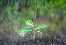 ¿Quién anda ahí? Móstoles: Petricor ¿Quién anda ahí? Móstoles: Petricor