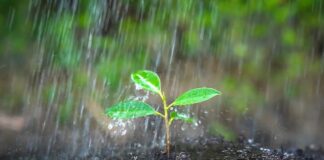 ¿Quién anda ahí? Móstoles: Petricor