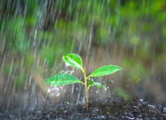 ¿Quién anda ahí? Móstoles: Petricor