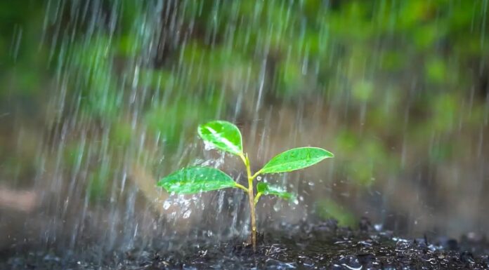 ¿Quién anda ahí? Móstoles: Petricor