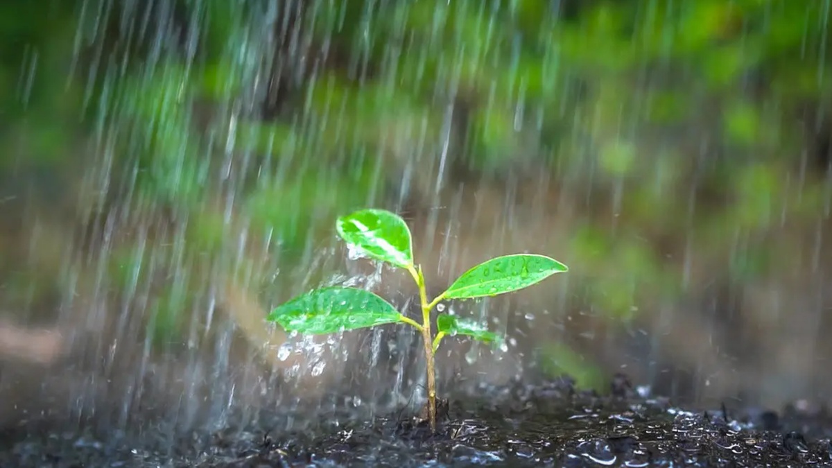 ¿Quién anda ahí? Móstoles: Petricor