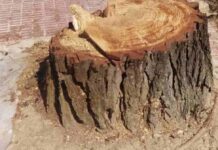 Una docena de árboles talados en la calle Tulipán de Móstoles