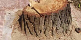 Una docena de árboles talados en la calle Tulipán de Móstoles