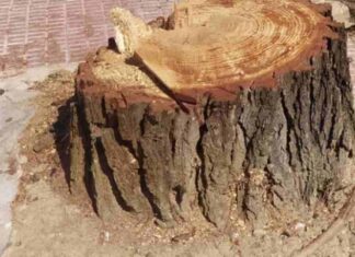 Una docena de árboles talados en la calle Tulipán de Móstoles