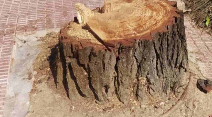 Una docena de árboles talados en la calle Tulipán de Móstoles